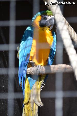 [P74] Zoo de Barcelona » foto by Muffin2009*
 - 
<span class="allrVoted glyphicon glyphicon-heart hidden" id="av350806"></span>
<a class="m-l-10 hidden" id="sv350806" onclick="voting_Foto_DelVot(,350806,12198)" role="button">șterge vot <span class="glyphicon glyphicon-remove"></span></a>
<a id="v9350806" class=" c-red"  onclick="voting_Foto_SetVot(350806)" role="button"><span class="glyphicon glyphicon-heart-empty"></span> <b>LIKE</b> = Votează poza</a> <img class="hidden"  id="f350806W9" src="/imagini/loader.gif" border="0" /><span class="AjErrMes hidden" id="e350806ErM"></span>