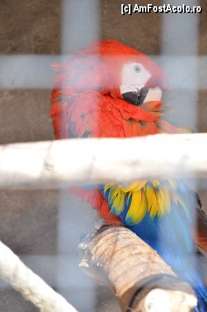[P75] Zoo de Barcelona » foto by Muffin2009*
 - 
<span class="allrVoted glyphicon glyphicon-heart hidden" id="av350807"></span>
<a class="m-l-10 hidden" id="sv350807" onclick="voting_Foto_DelVot(,350807,12198)" role="button">șterge vot <span class="glyphicon glyphicon-remove"></span></a>
<a id="v9350807" class=" c-red"  onclick="voting_Foto_SetVot(350807)" role="button"><span class="glyphicon glyphicon-heart-empty"></span> <b>LIKE</b> = Votează poza</a> <img class="hidden"  id="f350807W9" src="/imagini/loader.gif" border="0" /><span class="AjErrMes hidden" id="e350807ErM"></span>