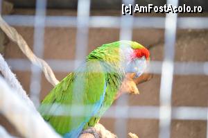 [P76] Zoo de Barcelona » foto by Muffin2009*
 - 
<span class="allrVoted glyphicon glyphicon-heart hidden" id="av350808"></span>
<a class="m-l-10 hidden" id="sv350808" onclick="voting_Foto_DelVot(,350808,12198)" role="button">șterge vot <span class="glyphicon glyphicon-remove"></span></a>
<a id="v9350808" class=" c-red"  onclick="voting_Foto_SetVot(350808)" role="button"><span class="glyphicon glyphicon-heart-empty"></span> <b>LIKE</b> = Votează poza</a> <img class="hidden"  id="f350808W9" src="/imagini/loader.gif" border="0" /><span class="AjErrMes hidden" id="e350808ErM"></span>