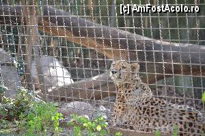 [P77] Zoo de Barcelona » foto by Muffin2009*
 - 
<span class="allrVoted glyphicon glyphicon-heart hidden" id="av350809"></span>
<a class="m-l-10 hidden" id="sv350809" onclick="voting_Foto_DelVot(,350809,12198)" role="button">șterge vot <span class="glyphicon glyphicon-remove"></span></a>
<a id="v9350809" class=" c-red"  onclick="voting_Foto_SetVot(350809)" role="button"><span class="glyphicon glyphicon-heart-empty"></span> <b>LIKE</b> = Votează poza</a> <img class="hidden"  id="f350809W9" src="/imagini/loader.gif" border="0" /><span class="AjErrMes hidden" id="e350809ErM"></span>