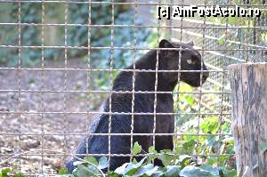 [P78] Zoo de Barcelona » foto by Muffin2009*
 - 
<span class="allrVoted glyphicon glyphicon-heart hidden" id="av350810"></span>
<a class="m-l-10 hidden" id="sv350810" onclick="voting_Foto_DelVot(,350810,12198)" role="button">șterge vot <span class="glyphicon glyphicon-remove"></span></a>
<a id="v9350810" class=" c-red"  onclick="voting_Foto_SetVot(350810)" role="button"><span class="glyphicon glyphicon-heart-empty"></span> <b>LIKE</b> = Votează poza</a> <img class="hidden"  id="f350810W9" src="/imagini/loader.gif" border="0" /><span class="AjErrMes hidden" id="e350810ErM"></span>