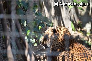 [P81] Zoo de Barcelona » foto by Muffin2009*
 - 
<span class="allrVoted glyphicon glyphicon-heart hidden" id="av350813"></span>
<a class="m-l-10 hidden" id="sv350813" onclick="voting_Foto_DelVot(,350813,12198)" role="button">șterge vot <span class="glyphicon glyphicon-remove"></span></a>
<a id="v9350813" class=" c-red"  onclick="voting_Foto_SetVot(350813)" role="button"><span class="glyphicon glyphicon-heart-empty"></span> <b>LIKE</b> = Votează poza</a> <img class="hidden"  id="f350813W9" src="/imagini/loader.gif" border="0" /><span class="AjErrMes hidden" id="e350813ErM"></span>