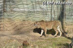 [P82] Zoo de Barcelona » foto by Muffin2009*
 - 
<span class="allrVoted glyphicon glyphicon-heart hidden" id="av350814"></span>
<a class="m-l-10 hidden" id="sv350814" onclick="voting_Foto_DelVot(,350814,12198)" role="button">șterge vot <span class="glyphicon glyphicon-remove"></span></a>
<a id="v9350814" class=" c-red"  onclick="voting_Foto_SetVot(350814)" role="button"><span class="glyphicon glyphicon-heart-empty"></span> <b>LIKE</b> = Votează poza</a> <img class="hidden"  id="f350814W9" src="/imagini/loader.gif" border="0" /><span class="AjErrMes hidden" id="e350814ErM"></span>