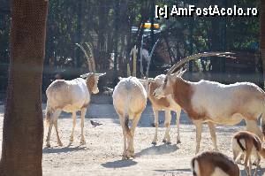 [P83] Zoo de Barcelona » foto by Muffin2009*
 - 
<span class="allrVoted glyphicon glyphicon-heart hidden" id="av350815"></span>
<a class="m-l-10 hidden" id="sv350815" onclick="voting_Foto_DelVot(,350815,12198)" role="button">șterge vot <span class="glyphicon glyphicon-remove"></span></a>
<a id="v9350815" class=" c-red"  onclick="voting_Foto_SetVot(350815)" role="button"><span class="glyphicon glyphicon-heart-empty"></span> <b>LIKE</b> = Votează poza</a> <img class="hidden"  id="f350815W9" src="/imagini/loader.gif" border="0" /><span class="AjErrMes hidden" id="e350815ErM"></span>