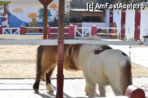 [P84] Zoo de Barcelona » foto by Muffin2009*
 - 
<span class="allrVoted glyphicon glyphicon-heart hidden" id="av350816"></span>
<a class="m-l-10 hidden" id="sv350816" onclick="voting_Foto_DelVot(,350816,12198)" role="button">șterge vot <span class="glyphicon glyphicon-remove"></span></a>
<a id="v9350816" class=" c-red"  onclick="voting_Foto_SetVot(350816)" role="button"><span class="glyphicon glyphicon-heart-empty"></span> <b>LIKE</b> = Votează poza</a> <img class="hidden"  id="f350816W9" src="/imagini/loader.gif" border="0" /><span class="AjErrMes hidden" id="e350816ErM"></span>