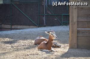 [P85] Zoo de Barcelona » foto by Muffin2009*
 - 
<span class="allrVoted glyphicon glyphicon-heart hidden" id="av350817"></span>
<a class="m-l-10 hidden" id="sv350817" onclick="voting_Foto_DelVot(,350817,12198)" role="button">șterge vot <span class="glyphicon glyphicon-remove"></span></a>
<a id="v9350817" class=" c-red"  onclick="voting_Foto_SetVot(350817)" role="button"><span class="glyphicon glyphicon-heart-empty"></span> <b>LIKE</b> = Votează poza</a> <img class="hidden"  id="f350817W9" src="/imagini/loader.gif" border="0" /><span class="AjErrMes hidden" id="e350817ErM"></span>