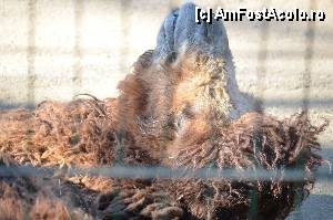 [P86] Zoo de Barcelona » foto by Muffin2009*
 - 
<span class="allrVoted glyphicon glyphicon-heart hidden" id="av350818"></span>
<a class="m-l-10 hidden" id="sv350818" onclick="voting_Foto_DelVot(,350818,12198)" role="button">șterge vot <span class="glyphicon glyphicon-remove"></span></a>
<a id="v9350818" class=" c-red"  onclick="voting_Foto_SetVot(350818)" role="button"><span class="glyphicon glyphicon-heart-empty"></span> <b>LIKE</b> = Votează poza</a> <img class="hidden"  id="f350818W9" src="/imagini/loader.gif" border="0" /><span class="AjErrMes hidden" id="e350818ErM"></span>