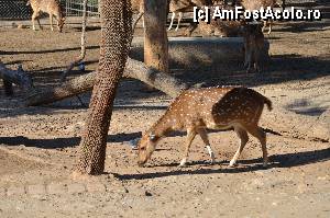 [P87] Zoo de Barcelona » foto by Muffin2009*
 - 
<span class="allrVoted glyphicon glyphicon-heart hidden" id="av350819"></span>
<a class="m-l-10 hidden" id="sv350819" onclick="voting_Foto_DelVot(,350819,12198)" role="button">șterge vot <span class="glyphicon glyphicon-remove"></span></a>
<a id="v9350819" class=" c-red"  onclick="voting_Foto_SetVot(350819)" role="button"><span class="glyphicon glyphicon-heart-empty"></span> <b>LIKE</b> = Votează poza</a> <img class="hidden"  id="f350819W9" src="/imagini/loader.gif" border="0" /><span class="AjErrMes hidden" id="e350819ErM"></span>
