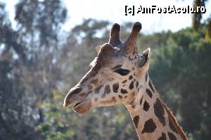 [P89] Zoo de Barcelona » foto by Muffin2009*
 - 
<span class="allrVoted glyphicon glyphicon-heart hidden" id="av350821"></span>
<a class="m-l-10 hidden" id="sv350821" onclick="voting_Foto_DelVot(,350821,12198)" role="button">șterge vot <span class="glyphicon glyphicon-remove"></span></a>
<a id="v9350821" class=" c-red"  onclick="voting_Foto_SetVot(350821)" role="button"><span class="glyphicon glyphicon-heart-empty"></span> <b>LIKE</b> = Votează poza</a> <img class="hidden"  id="f350821W9" src="/imagini/loader.gif" border="0" /><span class="AjErrMes hidden" id="e350821ErM"></span>