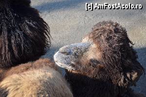 [P91] Zoo de Barcelona » foto by Muffin2009*
 - 
<span class="allrVoted glyphicon glyphicon-heart hidden" id="av350823"></span>
<a class="m-l-10 hidden" id="sv350823" onclick="voting_Foto_DelVot(,350823,12198)" role="button">șterge vot <span class="glyphicon glyphicon-remove"></span></a>
<a id="v9350823" class=" c-red"  onclick="voting_Foto_SetVot(350823)" role="button"><span class="glyphicon glyphicon-heart-empty"></span> <b>LIKE</b> = Votează poza</a> <img class="hidden"  id="f350823W9" src="/imagini/loader.gif" border="0" /><span class="AjErrMes hidden" id="e350823ErM"></span>