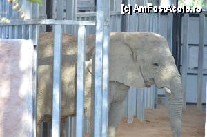 [P92] Zoo de Barcelona » foto by Muffin2009*
 - 
<span class="allrVoted glyphicon glyphicon-heart hidden" id="av350824"></span>
<a class="m-l-10 hidden" id="sv350824" onclick="voting_Foto_DelVot(,350824,12198)" role="button">șterge vot <span class="glyphicon glyphicon-remove"></span></a>
<a id="v9350824" class=" c-red"  onclick="voting_Foto_SetVot(350824)" role="button"><span class="glyphicon glyphicon-heart-empty"></span> <b>LIKE</b> = Votează poza</a> <img class="hidden"  id="f350824W9" src="/imagini/loader.gif" border="0" /><span class="AjErrMes hidden" id="e350824ErM"></span>