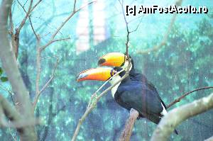 [P94] Zoo de Barcelona » foto by Muffin2009*
 - 
<span class="allrVoted glyphicon glyphicon-heart hidden" id="av350826"></span>
<a class="m-l-10 hidden" id="sv350826" onclick="voting_Foto_DelVot(,350826,12198)" role="button">șterge vot <span class="glyphicon glyphicon-remove"></span></a>
<a id="v9350826" class=" c-red"  onclick="voting_Foto_SetVot(350826)" role="button"><span class="glyphicon glyphicon-heart-empty"></span> <b>LIKE</b> = Votează poza</a> <img class="hidden"  id="f350826W9" src="/imagini/loader.gif" border="0" /><span class="AjErrMes hidden" id="e350826ErM"></span>