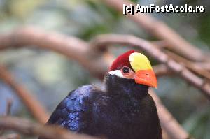 [P95] Zoo de Barcelona » foto by Muffin2009*
 - 
<span class="allrVoted glyphicon glyphicon-heart hidden" id="av350827"></span>
<a class="m-l-10 hidden" id="sv350827" onclick="voting_Foto_DelVot(,350827,12198)" role="button">șterge vot <span class="glyphicon glyphicon-remove"></span></a>
<a id="v9350827" class=" c-red"  onclick="voting_Foto_SetVot(350827)" role="button"><span class="glyphicon glyphicon-heart-empty"></span> <b>LIKE</b> = Votează poza</a> <img class="hidden"  id="f350827W9" src="/imagini/loader.gif" border="0" /><span class="AjErrMes hidden" id="e350827ErM"></span>