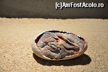 [P71] Mulaj, Expozitia de dinozauri, muzeul Cosmocaixa » foto by Muffin2009*
 - 
<span class="allrVoted glyphicon glyphicon-heart hidden" id="av352008"></span>
<a class="m-l-10 hidden" id="sv352008" onclick="voting_Foto_DelVot(,352008,12198)" role="button">șterge vot <span class="glyphicon glyphicon-remove"></span></a>
<a id="v9352008" class=" c-red"  onclick="voting_Foto_SetVot(352008)" role="button"><span class="glyphicon glyphicon-heart-empty"></span> <b>LIKE</b> = Votează poza</a> <img class="hidden"  id="f352008W9" src="/imagini/loader.gif" border="0" /><span class="AjErrMes hidden" id="e352008ErM"></span>