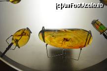 [P80] Sala de la Materia, muzeul CosmoCaixa » foto by Muffin2009*
 - 
<span class="allrVoted glyphicon glyphicon-heart hidden" id="av352017"></span>
<a class="m-l-10 hidden" id="sv352017" onclick="voting_Foto_DelVot(,352017,12198)" role="button">șterge vot <span class="glyphicon glyphicon-remove"></span></a>
<a id="v9352017" class=" c-red"  onclick="voting_Foto_SetVot(352017)" role="button"><span class="glyphicon glyphicon-heart-empty"></span> <b>LIKE</b> = Votează poza</a> <img class="hidden"  id="f352017W9" src="/imagini/loader.gif" border="0" /><span class="AjErrMes hidden" id="e352017ErM"></span>