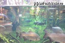 [P86] Padurea Inundata, muzeul Cosmocaixa » foto by Muffin2009*
 - 
<span class="allrVoted glyphicon glyphicon-heart hidden" id="av352023"></span>
<a class="m-l-10 hidden" id="sv352023" onclick="voting_Foto_DelVot(,352023,12198)" role="button">șterge vot <span class="glyphicon glyphicon-remove"></span></a>
<a id="v9352023" class=" c-red"  onclick="voting_Foto_SetVot(352023)" role="button"><span class="glyphicon glyphicon-heart-empty"></span> <b>LIKE</b> = Votează poza</a> <img class="hidden"  id="f352023W9" src="/imagini/loader.gif" border="0" /><span class="AjErrMes hidden" id="e352023ErM"></span>