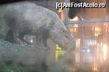 [P90] Padurea Inundata, muzeul Cosmocaixa » foto by Muffin2009*
 - 
<span class="allrVoted glyphicon glyphicon-heart hidden" id="av352027"></span>
<a class="m-l-10 hidden" id="sv352027" onclick="voting_Foto_DelVot(,352027,12198)" role="button">șterge vot <span class="glyphicon glyphicon-remove"></span></a>
<a id="v9352027" class=" c-red"  onclick="voting_Foto_SetVot(352027)" role="button"><span class="glyphicon glyphicon-heart-empty"></span> <b>LIKE</b> = Votează poza</a> <img class="hidden"  id="f352027W9" src="/imagini/loader.gif" border="0" /><span class="AjErrMes hidden" id="e352027ErM"></span>