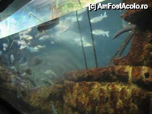 [P23] Mare de peşti » foto by Michi
 - 
<span class="allrVoted glyphicon glyphicon-heart hidden" id="av472093"></span>
<a class="m-l-10 hidden" id="sv472093" onclick="voting_Foto_DelVot(,472093,12198)" role="button">șterge vot <span class="glyphicon glyphicon-remove"></span></a>
<a id="v9472093" class=" c-red"  onclick="voting_Foto_SetVot(472093)" role="button"><span class="glyphicon glyphicon-heart-empty"></span> <b>LIKE</b> = Votează poza</a> <img class="hidden"  id="f472093W9" src="/imagini/loader.gif" border="0" /><span class="AjErrMes hidden" id="e472093ErM"></span>