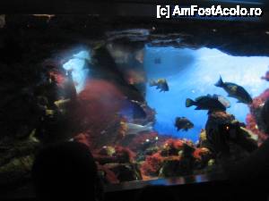 [P24] Culori nemaipomenite pe fundul mării » foto by Michi
 - 
<span class="allrVoted glyphicon glyphicon-heart hidden" id="av472094"></span>
<a class="m-l-10 hidden" id="sv472094" onclick="voting_Foto_DelVot(,472094,12198)" role="button">șterge vot <span class="glyphicon glyphicon-remove"></span></a>
<a id="v9472094" class=" c-red"  onclick="voting_Foto_SetVot(472094)" role="button"><span class="glyphicon glyphicon-heart-empty"></span> <b>LIKE</b> = Votează poza</a> <img class="hidden"  id="f472094W9" src="/imagini/loader.gif" border="0" /><span class="AjErrMes hidden" id="e472094ErM"></span>