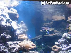 [P26] Pe fundul mării » foto by Michi
 - 
<span class="allrVoted glyphicon glyphicon-heart hidden" id="av472096"></span>
<a class="m-l-10 hidden" id="sv472096" onclick="voting_Foto_DelVot(,472096,12198)" role="button">șterge vot <span class="glyphicon glyphicon-remove"></span></a>
<a id="v9472096" class=" c-red"  onclick="voting_Foto_SetVot(472096)" role="button"><span class="glyphicon glyphicon-heart-empty"></span> <b>LIKE</b> = Votează poza</a> <img class="hidden"  id="f472096W9" src="/imagini/loader.gif" border="0" /><span class="AjErrMes hidden" id="e472096ErM"></span>