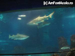 [P29] Rechini deasupra capului nostru în tunel » foto by Michi
 - 
<span class="allrVoted glyphicon glyphicon-heart hidden" id="av472099"></span>
<a class="m-l-10 hidden" id="sv472099" onclick="voting_Foto_DelVot(,472099,12198)" role="button">șterge vot <span class="glyphicon glyphicon-remove"></span></a>
<a id="v9472099" class=" c-red"  onclick="voting_Foto_SetVot(472099)" role="button"><span class="glyphicon glyphicon-heart-empty"></span> <b>LIKE</b> = Votează poza</a> <img class="hidden"  id="f472099W9" src="/imagini/loader.gif" border="0" /><span class="AjErrMes hidden" id="e472099ErM"></span>