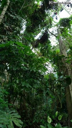 [P46] 47. CosmoCaixa - bosc inudat- pădurea ecuatorială » foto by nickro
 - 
<span class="allrVoted glyphicon glyphicon-heart hidden" id="av347464"></span>
<a class="m-l-10 hidden" id="sv347464" onclick="voting_Foto_DelVot(,347464,12198)" role="button">șterge vot <span class="glyphicon glyphicon-remove"></span></a>
<a id="v9347464" class=" c-red"  onclick="voting_Foto_SetVot(347464)" role="button"><span class="glyphicon glyphicon-heart-empty"></span> <b>LIKE</b> = Votează poza</a> <img class="hidden"  id="f347464W9" src="/imagini/loader.gif" border="0" /><span class="AjErrMes hidden" id="e347464ErM"></span>