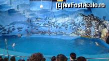 [P30] 30. Zoo- delfinariu » foto by nickro
 - 
<span class="allrVoted glyphicon glyphicon-heart hidden" id="av348180"></span>
<a class="m-l-10 hidden" id="sv348180" onclick="voting_Foto_DelVot(,348180,12198)" role="button">șterge vot <span class="glyphicon glyphicon-remove"></span></a>
<a id="v9348180" class=" c-red"  onclick="voting_Foto_SetVot(348180)" role="button"><span class="glyphicon glyphicon-heart-empty"></span> <b>LIKE</b> = Votează poza</a> <img class="hidden"  id="f348180W9" src="/imagini/loader.gif" border="0" /><span class="AjErrMes hidden" id="e348180ErM"></span>