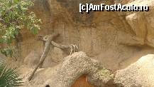 [P49] 48. Zoo. Manguste » foto by nickro
 - 
<span class="allrVoted glyphicon glyphicon-heart hidden" id="av348207"></span>
<a class="m-l-10 hidden" id="sv348207" onclick="voting_Foto_DelVot(,348207,12198)" role="button">șterge vot <span class="glyphicon glyphicon-remove"></span></a>
<a id="v9348207" class=" c-red"  onclick="voting_Foto_SetVot(348207)" role="button"><span class="glyphicon glyphicon-heart-empty"></span> <b>LIKE</b> = Votează poza</a> <img class="hidden"  id="f348207W9" src="/imagini/loader.gif" border="0" /><span class="AjErrMes hidden" id="e348207ErM"></span>