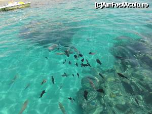 [P20]  -- <small>// FĂRĂ DESCRIERE</small> » foto by skumppika
 - 
<span class="allrVoted glyphicon glyphicon-heart hidden" id="av352877"></span>
<a class="m-l-10 hidden" id="sv352877" onclick="voting_Foto_DelVot(,352877,12386)" role="button">șterge vot <span class="glyphicon glyphicon-remove"></span></a>
<a id="v9352877" class=" c-red"  onclick="voting_Foto_SetVot(352877)" role="button"><span class="glyphicon glyphicon-heart-empty"></span> <b>LIKE</b> = Votează poza</a> <img class="hidden"  id="f352877W9" src="/imagini/loader.gif" border="0" /><span class="AjErrMes hidden" id="e352877ErM"></span>