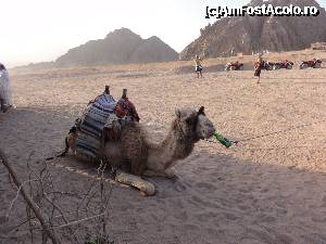 [P05]  -- <small>// FĂRĂ DESCRIERE</small> » foto by skumppika
 - 
<span class="allrVoted glyphicon glyphicon-heart hidden" id="av352862"></span>
<a class="m-l-10 hidden" id="sv352862" onclick="voting_Foto_DelVot(,352862,12386)" role="button">șterge vot <span class="glyphicon glyphicon-remove"></span></a>
<a id="v9352862" class=" c-red"  onclick="voting_Foto_SetVot(352862)" role="button"><span class="glyphicon glyphicon-heart-empty"></span> <b>LIKE</b> = Votează poza</a> <img class="hidden"  id="f352862W9" src="/imagini/loader.gif" border="0" /><span class="AjErrMes hidden" id="e352862ErM"></span>