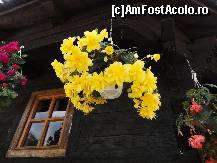[P20] Minunatele flori de la manastirea de lemn! » foto by adrian2010
 - 
<span class="allrVoted glyphicon glyphicon-heart hidden" id="av134918"></span>
<a class="m-l-10 hidden" id="sv134918" onclick="voting_Foto_DelVot(,134918,12415)" role="button">șterge vot <span class="glyphicon glyphicon-remove"></span></a>
<a id="v9134918" class=" c-red"  onclick="voting_Foto_SetVot(134918)" role="button"><span class="glyphicon glyphicon-heart-empty"></span> <b>LIKE</b> = Votează poza</a> <img class="hidden"  id="f134918W9" src="/imagini/loader.gif" border="0" /><span class="AjErrMes hidden" id="e134918ErM"></span>
