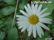 [P18]  -- <small>// FĂRĂ DESCRIERE</small> » foto by libertango
 - 
<span class="allrVoted glyphicon glyphicon-heart hidden" id="av228350"></span>
<a class="m-l-10 hidden" id="sv228350" onclick="voting_Foto_DelVot(,228350,12551)" role="button">șterge vot <span class="glyphicon glyphicon-remove"></span></a>
<a id="v9228350" class=" c-red"  onclick="voting_Foto_SetVot(228350)" role="button"><span class="glyphicon glyphicon-heart-empty"></span> <b>LIKE</b> = Votează poza</a> <img class="hidden"  id="f228350W9" src="/imagini/loader.gif" border="0" /><span class="AjErrMes hidden" id="e228350ErM"></span>