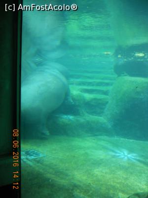 [P37] hipopotamii, stau sub apa » foto by zlatna
 - 
<span class="allrVoted glyphicon glyphicon-heart hidden" id="av756367"></span>
<a class="m-l-10 hidden" id="sv756367" onclick="voting_Foto_DelVot(,756367,12586)" role="button">șterge vot <span class="glyphicon glyphicon-remove"></span></a>
<a id="v9756367" class=" c-red"  onclick="voting_Foto_SetVot(756367)" role="button"><span class="glyphicon glyphicon-heart-empty"></span> <b>LIKE</b> = Votează poza</a> <img class="hidden"  id="f756367W9" src="/imagini/loader.gif" border="0" /><span class="AjErrMes hidden" id="e756367ErM"></span>