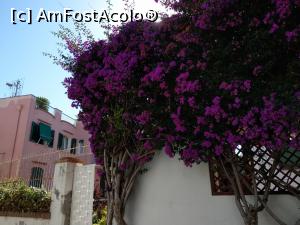 [P07] Bouganvillea mov, ne-a însoțit peste tot în Ischia.  » foto by maryka
 - 
<span class="allrVoted glyphicon glyphicon-heart hidden" id="av1090279"></span>
<a class="m-l-10 hidden" id="sv1090279" onclick="voting_Foto_DelVot(,1090279,12624)" role="button">șterge vot <span class="glyphicon glyphicon-remove"></span></a>
<a id="v91090279" class=" c-red"  onclick="voting_Foto_SetVot(1090279)" role="button"><span class="glyphicon glyphicon-heart-empty"></span> <b>LIKE</b> = Votează poza</a> <img class="hidden"  id="f1090279W9" src="/imagini/loader.gif" border="0" /><span class="AjErrMes hidden" id="e1090279ErM"></span>