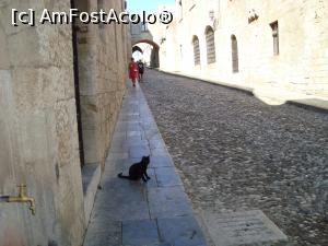 [P19] Strada cavalerilor -o pisică neagră îmi dă onorul » foto by mireille
 - 
<span class="allrVoted glyphicon glyphicon-heart hidden" id="av1070233"></span>
<a class="m-l-10 hidden" id="sv1070233" onclick="voting_Foto_DelVot(,1070233,12653)" role="button">șterge vot <span class="glyphicon glyphicon-remove"></span></a>
<a id="v91070233" class=" c-red"  onclick="voting_Foto_SetVot(1070233)" role="button"><span class="glyphicon glyphicon-heart-empty"></span> <b>LIKE</b> = Votează poza</a> <img class="hidden"  id="f1070233W9" src="/imagini/loader.gif" border="0" /><span class="AjErrMes hidden" id="e1070233ErM"></span>