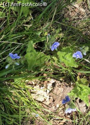 [P20] Campanula (endemism dobrogean)  » foto by Dan&Ema
 - 
<span class="allrVoted glyphicon glyphicon-heart hidden" id="av1073455"></span>
<a class="m-l-10 hidden" id="sv1073455" onclick="voting_Foto_DelVot(,1073455,12680)" role="button">șterge vot <span class="glyphicon glyphicon-remove"></span></a>
<a id="v91073455" class=" c-red"  onclick="voting_Foto_SetVot(1073455)" role="button"><span class="glyphicon glyphicon-heart-empty"></span> <b>LIKE</b> = Votează poza</a> <img class="hidden"  id="f1073455W9" src="/imagini/loader.gif" border="0" /><span class="AjErrMes hidden" id="e1073455ErM"></span>