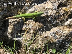 [P07] Unul din frumosii gusteri care au stat la poza: " Bine v-am gasit! "  » foto by Dan&Ema
 - 
<span class="allrVoted glyphicon glyphicon-heart hidden" id="av1073442"></span>
<a class="m-l-10 hidden" id="sv1073442" onclick="voting_Foto_DelVot(,1073442,12680)" role="button">șterge vot <span class="glyphicon glyphicon-remove"></span></a>
<a id="v91073442" class=" c-red"  onclick="voting_Foto_SetVot(1073442)" role="button"><span class="glyphicon glyphicon-heart-empty"></span> <b>LIKE</b> = Votează poza</a> <img class="hidden"  id="f1073442W9" src="/imagini/loader.gif" border="0" /><span class="AjErrMes hidden" id="e1073442ErM"></span>