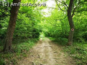 [P11] Traseul Cozluk - &bdquo;frumoasă ești, pădurea mea&rdquo;! » foto by crismis
 - 
<span class="allrVoted glyphicon glyphicon-heart hidden" id="av1163585"></span>
<a class="m-l-10 hidden" id="sv1163585" onclick="voting_Foto_DelVot(,1163585,12680)" role="button">șterge vot <span class="glyphicon glyphicon-remove"></span></a>
<a id="v91163585" class=" c-red"  onclick="voting_Foto_SetVot(1163585)" role="button"><span class="glyphicon glyphicon-heart-empty"></span> <b>LIKE</b> = Votează poza</a> <img class="hidden"  id="f1163585W9" src="/imagini/loader.gif" border="0" /><span class="AjErrMes hidden" id="e1163585ErM"></span>