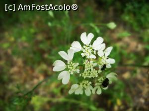 [P13] Traseul Cozluk - &bdquo;frumoasă ești, pădurea mea&rdquo;! » foto by crismis
 - 
<span class="allrVoted glyphicon glyphicon-heart hidden" id="av1163587"></span>
<a class="m-l-10 hidden" id="sv1163587" onclick="voting_Foto_DelVot(,1163587,12680)" role="button">șterge vot <span class="glyphicon glyphicon-remove"></span></a>
<a id="v91163587" class=" c-red"  onclick="voting_Foto_SetVot(1163587)" role="button"><span class="glyphicon glyphicon-heart-empty"></span> <b>LIKE</b> = Votează poza</a> <img class="hidden"  id="f1163587W9" src="/imagini/loader.gif" border="0" /><span class="AjErrMes hidden" id="e1163587ErM"></span>