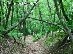 [P14] Traseul Cozluk - &bdquo;frumoasă ești, pădurea mea&rdquo;! » foto by crismis
 - 
<span class="allrVoted glyphicon glyphicon-heart hidden" id="av1163588"></span>
<a class="m-l-10 hidden" id="sv1163588" onclick="voting_Foto_DelVot(,1163588,12680)" role="button">șterge vot <span class="glyphicon glyphicon-remove"></span></a>
<a id="v91163588" class=" c-red"  onclick="voting_Foto_SetVot(1163588)" role="button"><span class="glyphicon glyphicon-heart-empty"></span> <b>LIKE</b> = Votează poza</a> <img class="hidden"  id="f1163588W9" src="/imagini/loader.gif" border="0" /><span class="AjErrMes hidden" id="e1163588ErM"></span>