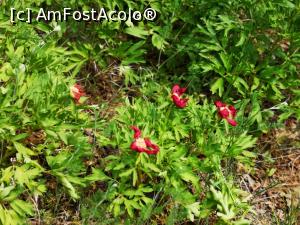 [P15] Primii bujori sălbatici, aproape ofiliți » foto by crismis
 - 
<span class="allrVoted glyphicon glyphicon-heart hidden" id="av1163589"></span>
<a class="m-l-10 hidden" id="sv1163589" onclick="voting_Foto_DelVot(,1163589,12680)" role="button">șterge vot <span class="glyphicon glyphicon-remove"></span></a>
<a id="v91163589" class=" c-red"  onclick="voting_Foto_SetVot(1163589)" role="button"><span class="glyphicon glyphicon-heart-empty"></span> <b>LIKE</b> = Votează poza</a> <img class="hidden"  id="f1163589W9" src="/imagini/loader.gif" border="0" /><span class="AjErrMes hidden" id="e1163589ErM"></span>