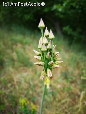 [P16] Traseul Cozluk - &bdquo;frumoasă ești, pădurea mea&rdquo;! » foto by crismis
 - 
<span class="allrVoted glyphicon glyphicon-heart hidden" id="av1163590"></span>
<a class="m-l-10 hidden" id="sv1163590" onclick="voting_Foto_DelVot(,1163590,12680)" role="button">șterge vot <span class="glyphicon glyphicon-remove"></span></a>
<a id="v91163590" class=" c-red"  onclick="voting_Foto_SetVot(1163590)" role="button"><span class="glyphicon glyphicon-heart-empty"></span> <b>LIKE</b> = Votează poza</a> <img class="hidden"  id="f1163590W9" src="/imagini/loader.gif" border="0" /><span class="AjErrMes hidden" id="e1163590ErM"></span>