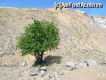 [P25] Arbore singular la baza unui abrupt 'dezolant'...  » foto by Neptunus
 - 
<span class="allrVoted glyphicon glyphicon-heart hidden" id="av471955"></span>
<a class="m-l-10 hidden" id="sv471955" onclick="voting_Foto_DelVot(,471955,12680)" role="button">șterge vot <span class="glyphicon glyphicon-remove"></span></a>
<a id="v9471955" class=" c-red"  onclick="voting_Foto_SetVot(471955)" role="button"><span class="glyphicon glyphicon-heart-empty"></span> <b>LIKE</b> = Votează poza</a> <img class="hidden"  id="f471955W9" src="/imagini/loader.gif" border="0" /><span class="AjErrMes hidden" id="e471955ErM"></span>