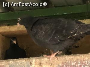 [P35]  -- <small>// FĂRĂ DESCRIERE</small> » foto by mishu
 - 
<span class="allrVoted glyphicon glyphicon-heart hidden" id="av1306953"></span>
<a class="m-l-10 hidden" id="sv1306953" onclick="voting_Foto_DelVot(,1306953,12753)" role="button">șterge vot <span class="glyphicon glyphicon-remove"></span></a>
<a id="v91306953" class=" c-red"  onclick="voting_Foto_SetVot(1306953)" role="button"><span class="glyphicon glyphicon-heart-empty"></span> <b>LIKE</b> = Votează poza</a> <img class="hidden"  id="f1306953W9" src="/imagini/loader.gif" border="0" /><span class="AjErrMes hidden" id="e1306953ErM"></span>