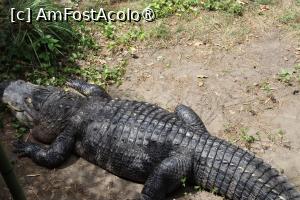 [P14] Aligator » foto by mont
 - 
<span class="allrVoted glyphicon glyphicon-heart hidden" id="av1511762"></span>
<a class="m-l-10 hidden" id="sv1511762" onclick="voting_Foto_DelVot(,1511762,12774)" role="button">șterge vot <span class="glyphicon glyphicon-remove"></span></a>
<a id="v91511762" class=" c-red"  onclick="voting_Foto_SetVot(1511762)" role="button"><span class="glyphicon glyphicon-heart-empty"></span> <b>LIKE</b> = Votează poza</a> <img class="hidden"  id="f1511762W9" src="/imagini/loader.gif" border="0" /><span class="AjErrMes hidden" id="e1511762ErM"></span>