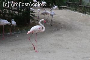[P24] Flamingo » foto by mont
 - 
<span class="allrVoted glyphicon glyphicon-heart hidden" id="av1511772"></span>
<a class="m-l-10 hidden" id="sv1511772" onclick="voting_Foto_DelVot(,1511772,12774)" role="button">șterge vot <span class="glyphicon glyphicon-remove"></span></a>
<a id="v91511772" class=" c-red"  onclick="voting_Foto_SetVot(1511772)" role="button"><span class="glyphicon glyphicon-heart-empty"></span> <b>LIKE</b> = Votează poza</a> <img class="hidden"  id="f1511772W9" src="/imagini/loader.gif" border="0" /><span class="AjErrMes hidden" id="e1511772ErM"></span>