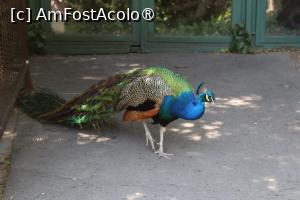 [P41] Păun (se plimba liber prin grădină) » foto by mont
 - 
<span class="allrVoted glyphicon glyphicon-heart hidden" id="av1511789"></span>
<a class="m-l-10 hidden" id="sv1511789" onclick="voting_Foto_DelVot(,1511789,12774)" role="button">șterge vot <span class="glyphicon glyphicon-remove"></span></a>
<a id="v91511789" class=" c-red"  onclick="voting_Foto_SetVot(1511789)" role="button"><span class="glyphicon glyphicon-heart-empty"></span> <b>LIKE</b> = Votează poza</a> <img class="hidden"  id="f1511789W9" src="/imagini/loader.gif" border="0" /><span class="AjErrMes hidden" id="e1511789ErM"></span>