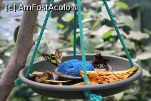 [P09] Fluturi! » foto by mont
 - 
<span class="allrVoted glyphicon glyphicon-heart hidden" id="av1511757"></span>
<a class="m-l-10 hidden" id="sv1511757" onclick="voting_Foto_DelVot(,1511757,12774)" role="button">șterge vot <span class="glyphicon glyphicon-remove"></span></a>
<a id="v91511757" class=" c-red"  onclick="voting_Foto_SetVot(1511757)" role="button"><span class="glyphicon glyphicon-heart-empty"></span> <b>LIKE</b> = Votează poza</a> <img class="hidden"  id="f1511757W9" src="/imagini/loader.gif" border="0" /><span class="AjErrMes hidden" id="e1511757ErM"></span>