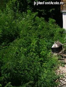 [P11] Verdeaţă şi linişte, de acestea nu duci lipsă la Rohia. » foto by corinka
 - 
<span class="allrVoted glyphicon glyphicon-heart hidden" id="av87391"></span>
<a class="m-l-10 hidden" id="sv87391" onclick="voting_Foto_DelVot(,87391,12834)" role="button">șterge vot <span class="glyphicon glyphicon-remove"></span></a>
<a id="v987391" class=" c-red"  onclick="voting_Foto_SetVot(87391)" role="button"><span class="glyphicon glyphicon-heart-empty"></span> <b>LIKE</b> = Votează poza</a> <img class="hidden"  id="f87391W9" src="/imagini/loader.gif" border="0" /><span class="AjErrMes hidden" id="e87391ErM"></span>