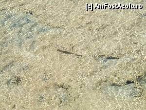 [P02] Pesti de suprafata » foto by Quasar
 - 
<span class="allrVoted glyphicon glyphicon-heart hidden" id="av373021"></span>
<a class="m-l-10 hidden" id="sv373021" onclick="voting_Foto_DelVot(,373021,12899)" role="button">șterge vot <span class="glyphicon glyphicon-remove"></span></a>
<a id="v9373021" class=" c-red"  onclick="voting_Foto_SetVot(373021)" role="button"><span class="glyphicon glyphicon-heart-empty"></span> <b>LIKE</b> = Votează poza</a> <img class="hidden"  id="f373021W9" src="/imagini/loader.gif" border="0" /><span class="AjErrMes hidden" id="e373021ErM"></span>